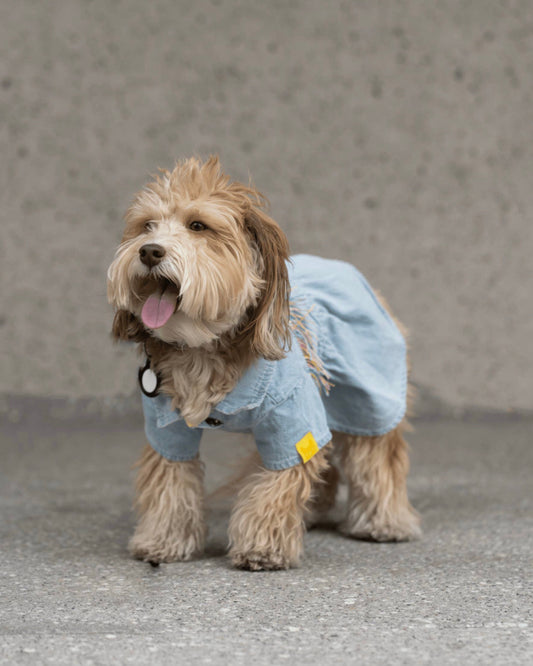 Ocean Denim Dog Dress