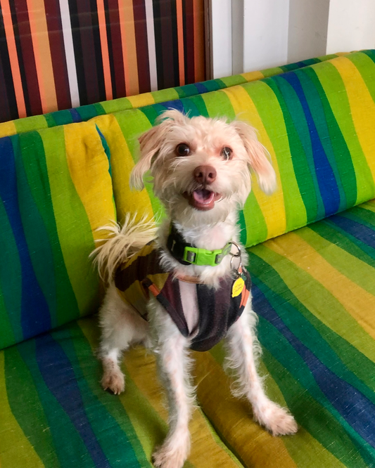 PHLEMUNS Tank - Multi Stripes